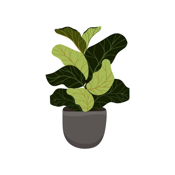 白い背景に隔離されたポットのフィカスの観葉植物 茎や葉を持つエキゾチックな植物 ベクターストックイラスト 植物デザイン要素 — ストックベクタ