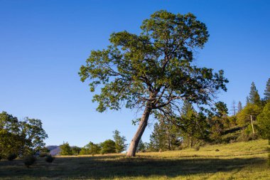 Açık bir çayırda büyük bir meşe ağacı