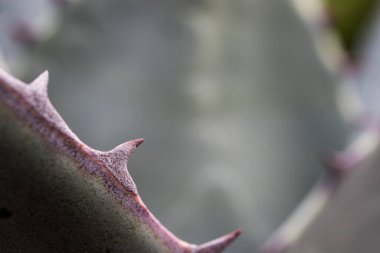 Agave Bitki Dikeni Macro