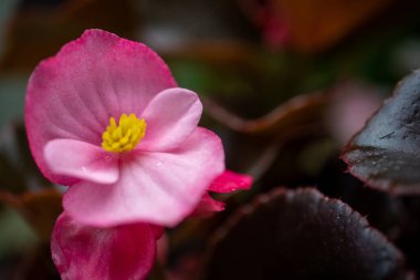 Bahçede açan sarı merkezli pembe begonya.