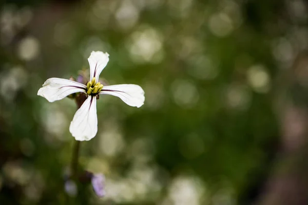 Fiore Commestibile Della Pianta Arugula Che Cresce Giardino — Foto Stock