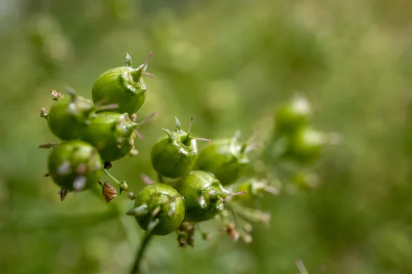 Cilantro (Coriander) Plant going to seed in the garden