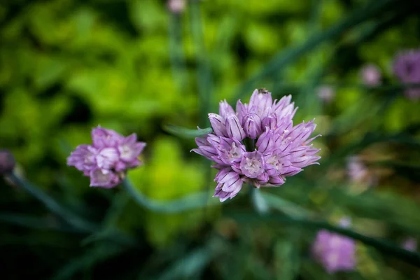 Fiori Erba Cipollina Viola Chiaro Fioritura Nel Giardino Delle Erbe — Foto Stock