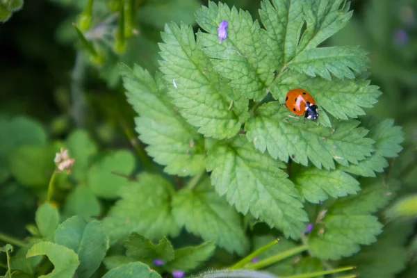 Nyckelpiga Lady Beetle Kryper Ett Grönt Löv Trädgården Makro — Stockfoto