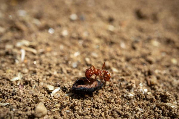 Koloni Semut Panen California Bekerja Sekitar Sarang Mereka Makro — Stok Foto