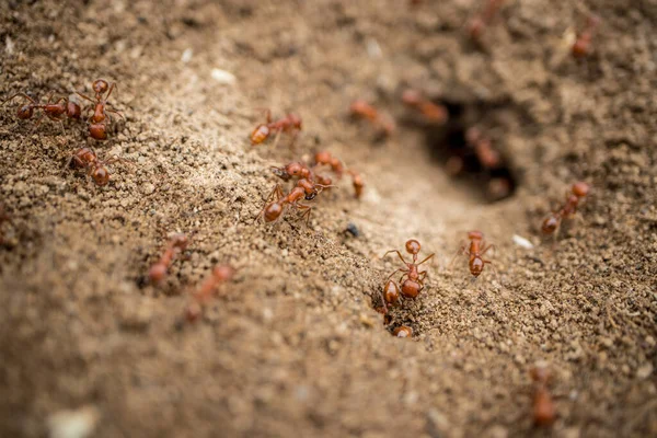 Koloni Semut Panen California Bekerja Sekitar Sarang Mereka Makro — Stok Foto