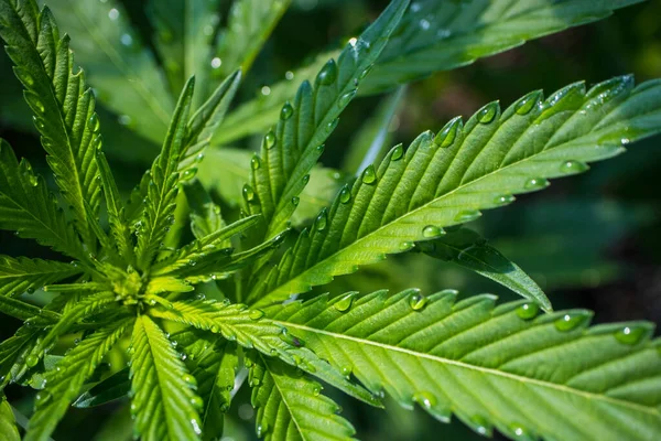 Çiğ Damlalı Marihuana Bitkisi Yaprağı