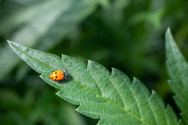 Lady Bug Cannabis Leaf Makro — Stockfoto