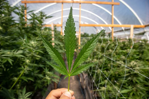 Hoja Marihuana Mano Invernadero Cannabis — Foto de Stock