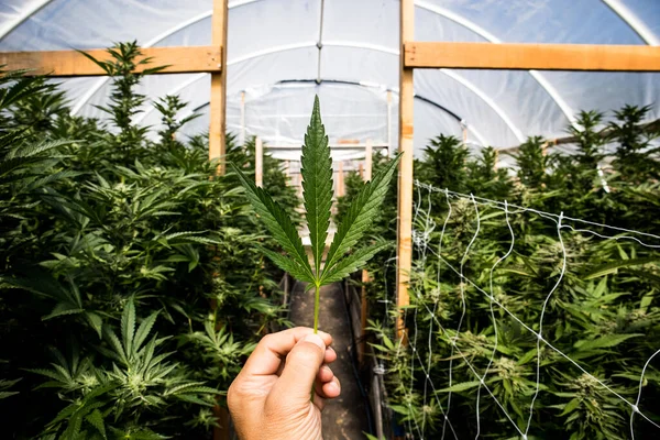 Kenevir Serasında Marihuana Yaprağı — Stok fotoğraf