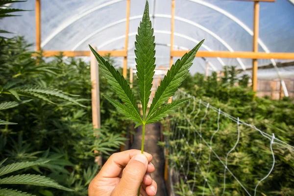 Kenevir Serasında Marihuana Yaprağı