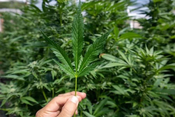 Mano Sosteniendo Una Hoja Cannabis Frente Las Plantas Marihuana — Foto de Stock