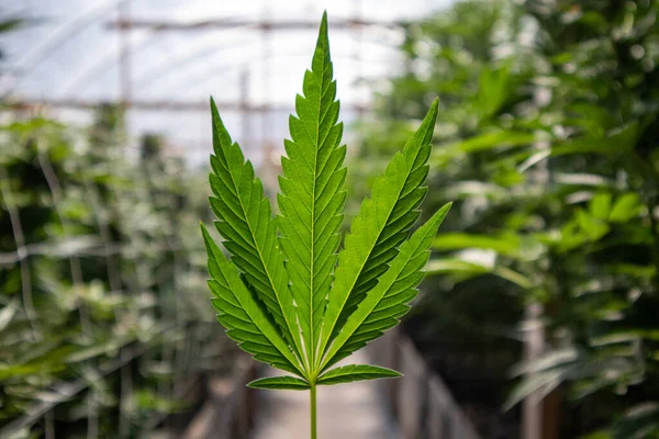 Hoja Cannabis Verde Invernadero Marihuana — Foto de Stock