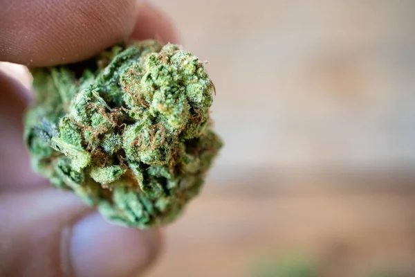 Hand Holding Dry Bud Cannabis Two Fingers Macro Close — Stock Photo, Image