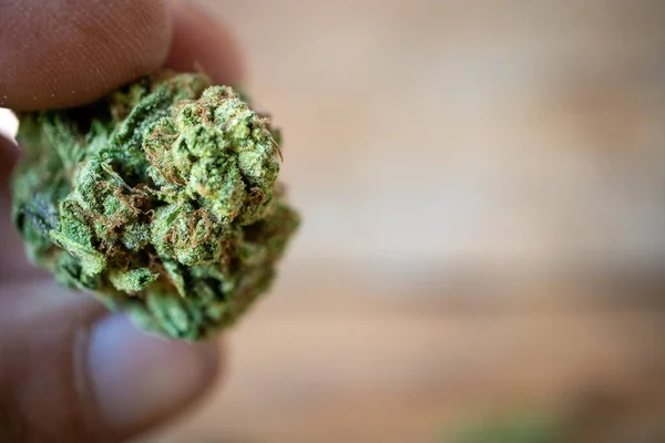 Mano Che Tiene Una Gemma Asciutta Cannabis Tra Due Dita — Foto Stock