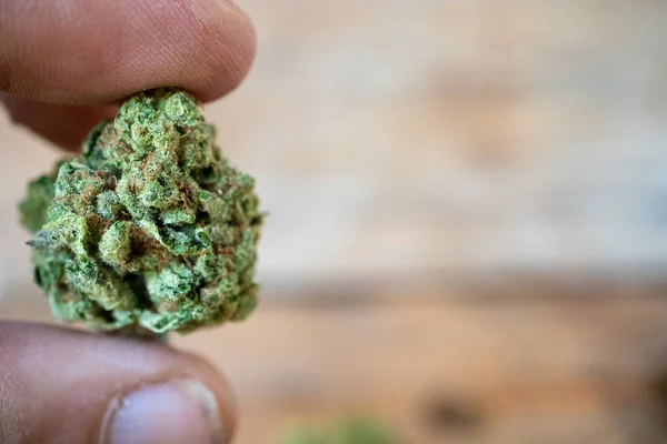 Hand Som Håller Torr Cannabisknopp Mellan Två Fingrar Makronärbild — Stockfoto