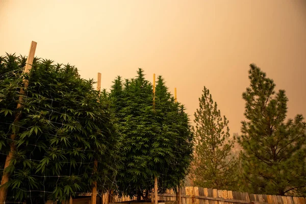 The sky is colored orange from California wildfires above a crop of Cannabis plants.