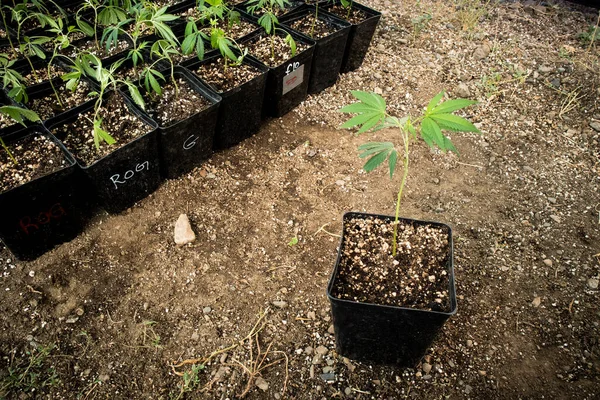 Pequeños Clones Plantas Cannabis Una Granja Cannabis Clon Sentado Aparte — Foto de Stock