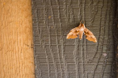 Kahverengi duvardaki güvenin yakın plan görüntüsü