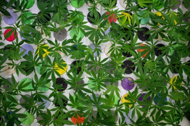 Serada yetişen kenevir bitkilerinin yakın plan çekimi