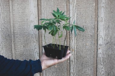 Bir ahşap duvarın önünde altı paket kenevir klonunu tutan bir el.