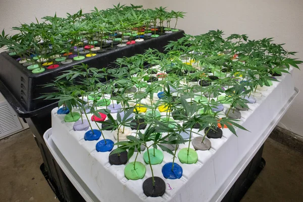 Plano Perto Das Plantas Cannabis Que Crescem Estufa — Fotografia de Stock