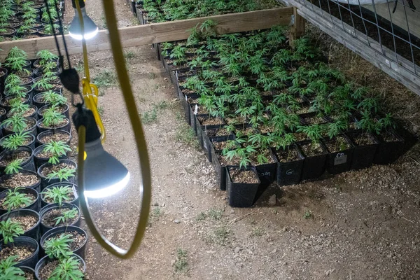 Primer Plano Las Plantas Cannabis Cultivadas Invernadero — Foto de Stock