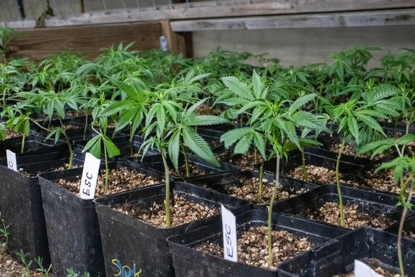 Primer Plano Las Plantas Cannabis Cultivadas Invernadero — Foto de Stock