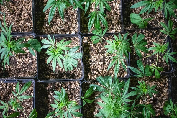 Primer Plano Las Plantas Cannabis Cultivadas Invernadero — Foto de Stock