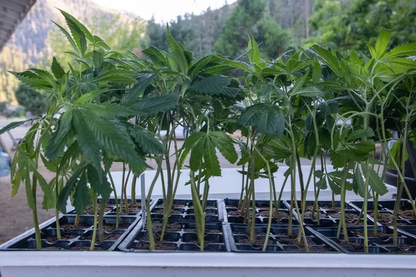 Primer Plano Cultivo Marihuana Jardín — Foto de Stock