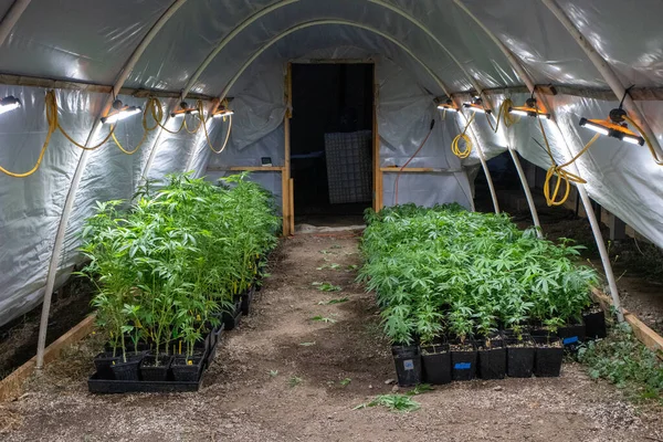 Närbild Cannabisväxter Som Växer Växthus Stockbild