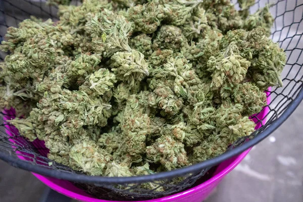 Brotes Cannabis Secos Recortados Una Canasta —  Fotos de Stock