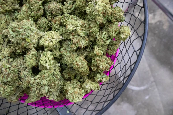 Gedroogde Cannabisknoppen Gesnoeid Een Mand — Stockfoto