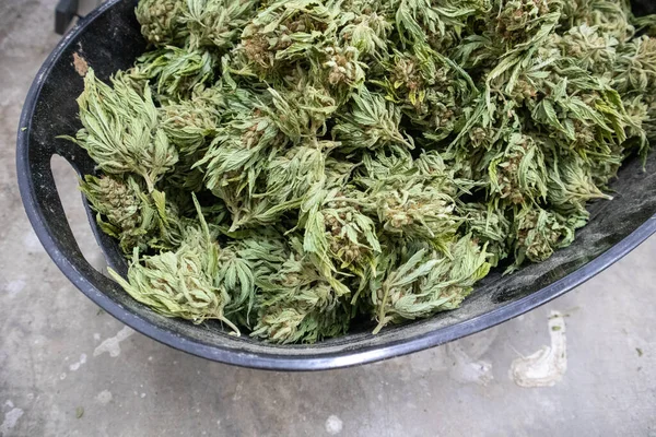 Bourgeons Cannabis Prêts Être Parés — Photo