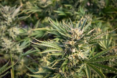 Arkaplan için kenevir bitkisinin makro çekimini kapat