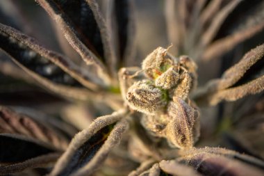 Arkaplan için kenevir bitkisinin makro çekimini kapat