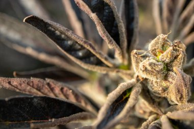 Arkaplan için kenevir bitkisinin makro çekimini kapat