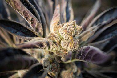 Arkaplan için kenevir bitkisinin makro çekimini kapat