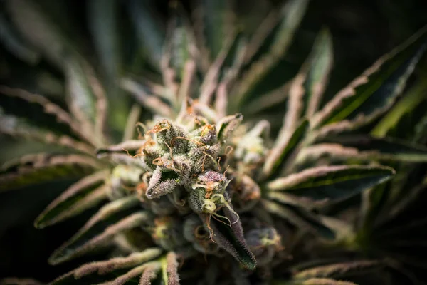 Primer Plano Macro Inyección Planta Cannabis Fondo — Foto de Stock