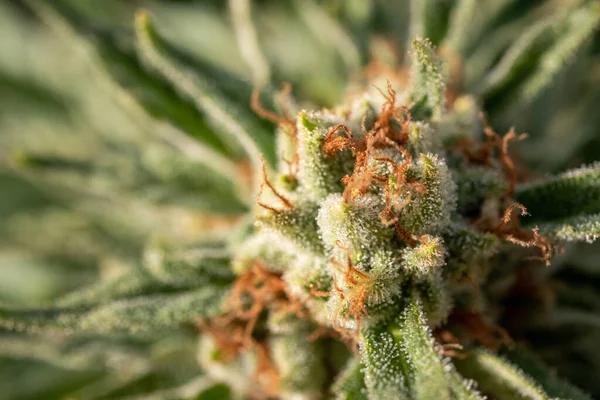 Primer Plano Macro Inyección Planta Cannabis Fondo — Foto de Stock