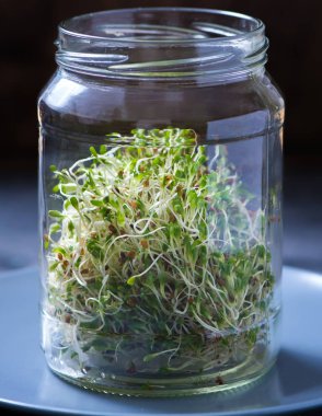 Mikro Yeşiller lahanası bir cam, alfa alfa mikro Yeşiller, vitamin ve enerji diyet, vegan sağlıklı çiğ gıda