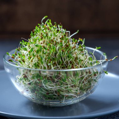 Genç Filiz microgreen, alfa alfa mikro Yeşiller, vitamin ve enerji diyet, sağlıklı vegan gıda