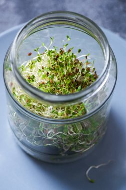 Genç Filiz microgreen, alfa alfa mikro Yeşiller, vitamin ve enerji diyet, vegan sağlıklı çiğ gıda