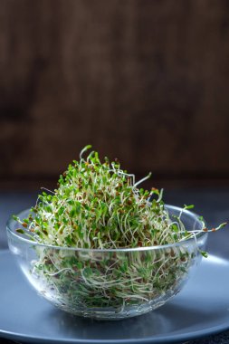 Genç Filiz microgreen, alfa alfa mikro Yeşiller, vitamin ve enerji diyet, sağlıklı vegan gıda