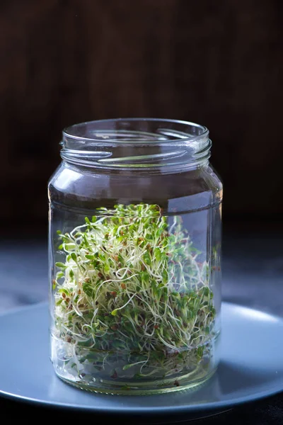 Micro greens sprouts in a glass, alfa alfa micro greens, vitamin and energy diet, vegan healthy raw food