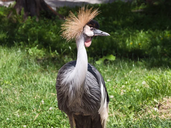 Belle Grue Couronnée Gris Oiseau — Photo