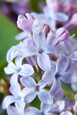 Beyaz leylak çiçekli arka plan. makro, yakın plan.