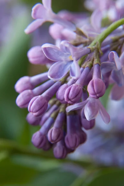 Lilac Background Macro Photography Close Flowers Beauty Nature — Stock Photo, Image