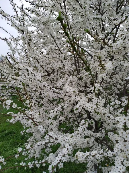 Floração Árvores Maçã Jardim — Fotografia de Stock