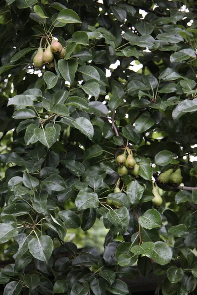 Las Peras Maduras Jugosas Sobre Rama Del Árbol Jardín — Foto de Stock